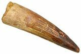 Fossil Spinosaurus Tooth - Real Fossil Tooth #370730-1